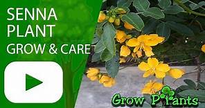 Senna plant - grow and care