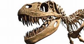 Il Tyrannosaurus rex (tratto da Le scienze per tutti)
