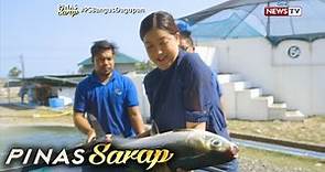 Pinas Sarap: Kara David, binisita ang isang milkfish hatchery sa Pangasinan