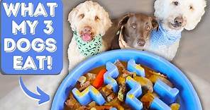 Best HEALTHY Food for Dogs! ✨BONUS: DIY Recipe