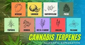 What Are Terpenes? (Science Explained)
