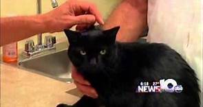 Pet Connection Extra - Cardiac Disease in Cats