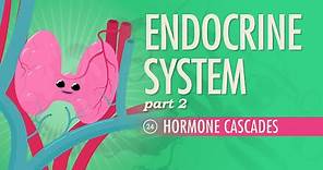 Endocrine System, Part 2 - Hormone Cascades: Crash Course Anatomy & Physiology #24