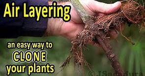 Air layering fruit trees | CLONE your FRUIT TREES and other plants the easy way