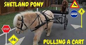 How to teach a Shetland pony to pull a cart | Teddy the Shetland