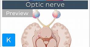 Optic nerve: branches and path (preview) - Human Anatomy | Kenhub