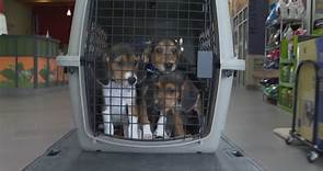 Thousands of beagles rescued from research and breeding facility in Virginia