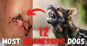 12 Most Aggressive Dogs in the World - AGGRESSIVE DOG BREEDS - Top 12 Most Dangerous Dogs