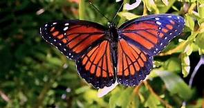 Meet Monarch butterfly