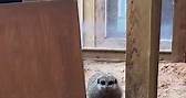 Jodie Marsh - When your window opens onto the meerkat pen...