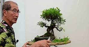 How to care for Ficus Bonsai