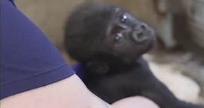 Cleveland Metroparks Zoo shares update on baby gorilla Jameela