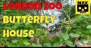 Inside London Zoo's Butterfly House (VR180 - 3D)