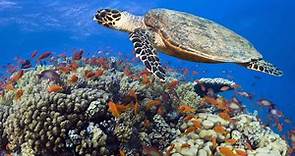Why Hawksbill Turtles Are Critically Endangered and What We Can Do