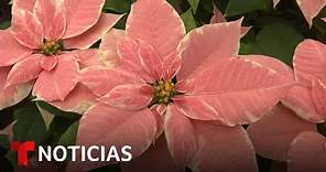 México conmemora el Día de la flor de Nochebuena | Noticias Telemundo
