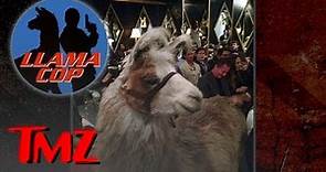 Llama Cop Hits Hollywood | TMZ