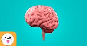 El cerebro para niños - ¿Qué es y cómo funciona?