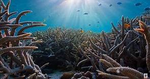 Our Planet Behind the Scenes - Great Barrier Reef