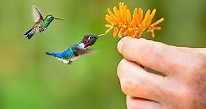 Top 10 Smallest Birds in the World | The Smallest Bird you have ever seen | Bee Hummingbird