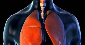 Lungs and Breathing - 3D Medical Animation || ABP ©