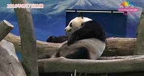 大貓熊「圓圓」活力食慾降 是否真懷孕得耐心觀察 Is Giant Panda Yuan Yuan Pregnant?