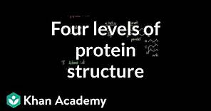 Four levels of protein structure | Chemical processes | MCAT | Khan Academy