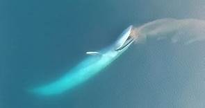 罕見畫面：空拍藍鯨進食秀《國家地理》雜誌