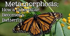 Metamorphosis: Caterpillar to Butterfly for Children - FreeSchool