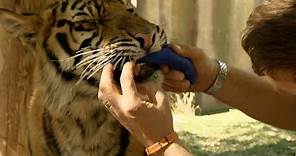 Spot and Stripe get big teeth - Tigers about the House: What Happened Next: Episode 1 - BBC Two