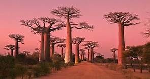 MADAGASCAR, Baobab Alley & Baobab in Love: Amazing Planet (4K) 2022