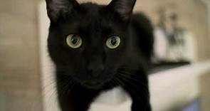 10 Interesting Facts About Black Cats