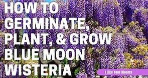 How to Germinate, Plant, & Grow Blue Moon Wisteria in Michigan