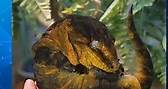 Arquivo Oculto on Instagram: "O "Rhacodactylus leachianus", também conhecido como gecko gigante de Leach Seu nome popular é em homenagem ao zoólogo inglês William Elford Leach, que foi o primeiro a descrever a espécie. Esses animais são nativos das florestas tropicais do sul de Nova Caledônia, uma ilha no Pacífico Sul. O "Rhacodactylus leachianus" é considerado o maior gecko do mundo, podendo atingir até 35 centímetros de comprimento e pesar mais de 200 gramas. Eles são animais noturnos e se ali