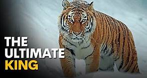 Siberian Tiger: The Ultimate Hunters | Wild Russia