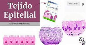 Tejido epitelial | Histología Ross