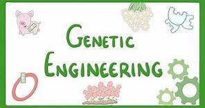 GCSE Biology - Genetic Engineering #82