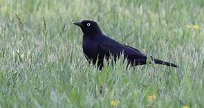 Brewer's Blackbird Walking In The Grass