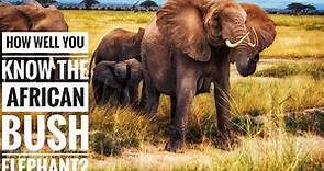 African Bush Elephant || Description, Characteristics and Facts!
