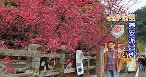 [台中一日遊景點攻略] 后里泰安派出所櫻花盛開！現場一大片鮮紅的八重櫻就在火車站附近