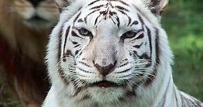 White Tigers - Cruelty NOT Conservation.