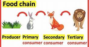 Food chains | Producer, primary consumer, secondary consumer, tertiary consumer