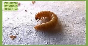The Mealworm - A Lifecycle