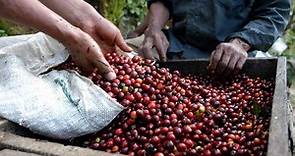 公平貿易咖啡真的公平嗎？當跨國企業號稱幫助小農，為何 97% 的咖啡區家庭仍然飢餓？｜換日線全球讀書會｜換日線