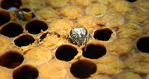 Worker Honey Bee "Hatching" from Comb