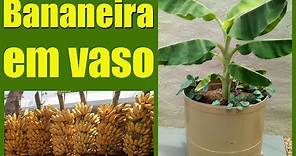 COMO PLANTAR BANANEIRA EM VASO. Saiba como ter resultados incríveis!