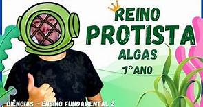 REINO PROTISTA (Protoctista) - ALGAS - 7° ano | Ciências - 2021 | Resumo - Fund. 2 - Aula 2.