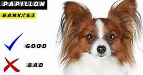 Papillon Pros And Cons, The Good And The Bad