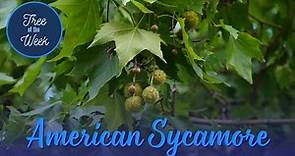 Tree of the Week: American Sycamore