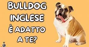 Bulldog Inglese: Cosa Sapere