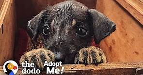 Rescue Puppy In India Is Looking For The Perfect Family To Adopt Him | The Dodo Adopt Me!